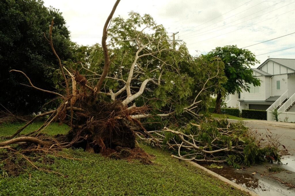 Uprooted tree lying across a suburban street after a severe storm